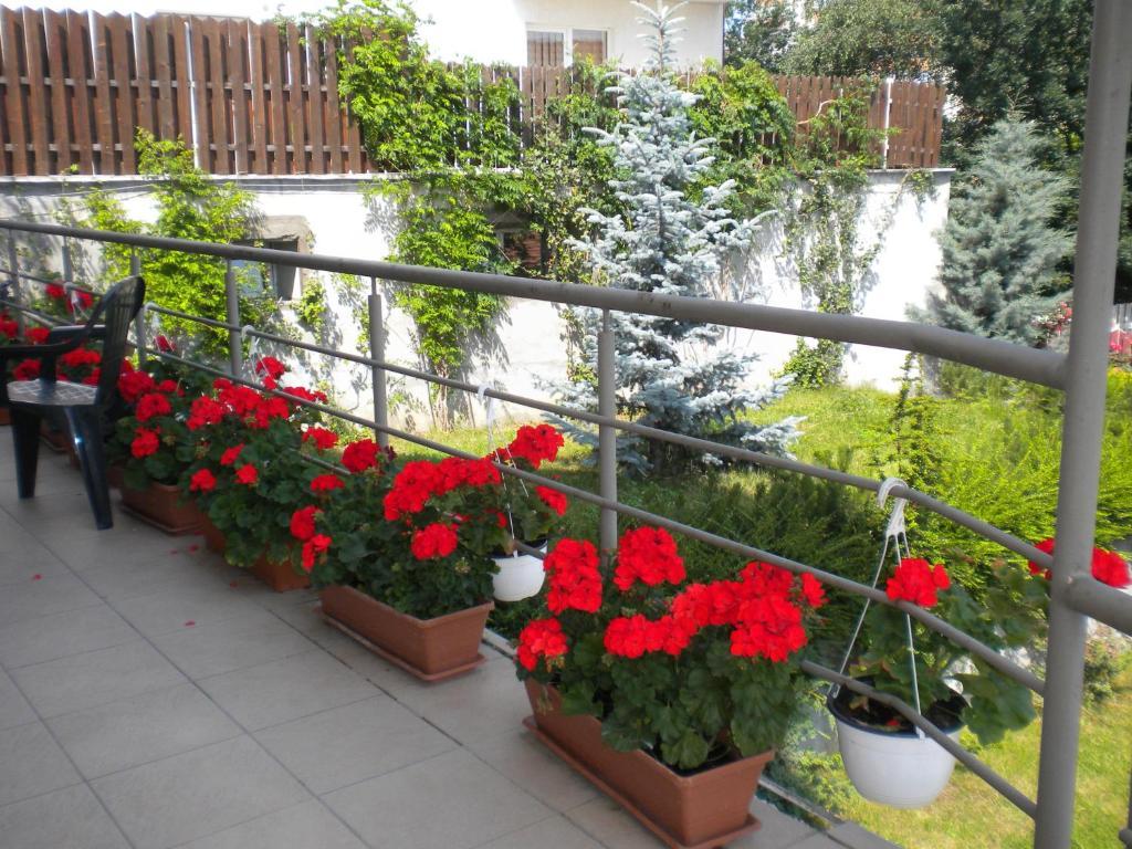 Pension Cluj Esterno foto